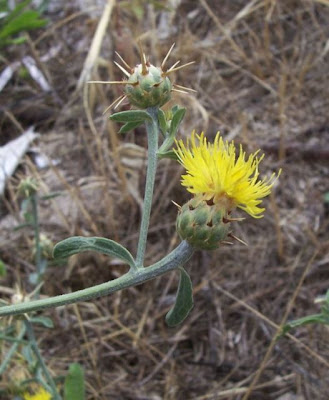 Centaurea nizzarda Centaurea nizzarda