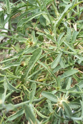 Centaurea nizzarda Centaurea nizzarda