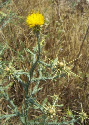 St. Barnaby's thistle
