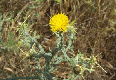 St. Barnaby's thistle