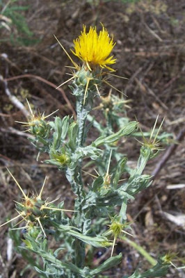 St. Barnaby's thistle