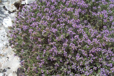 Thymus capitatus (L.) Hofmgg. et Lk.