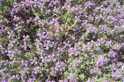 Thymus capitatus (L.) Hofmgg. et Lk.