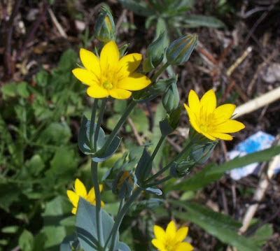 Blackstonia perfoliata,
Centauro giallo,
Yellow Wort Blackstonia perfoliata,
Centauro giallo,
Yellow Wort