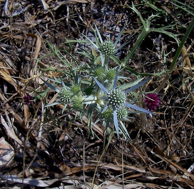 Calcatreppola ametistina