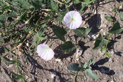 Corda-de-viola Corda-de-viola
