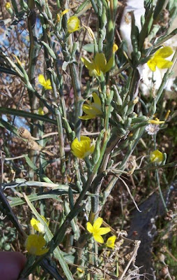 Lactuca viminea,
Lattuga alata,
Pliant Lettuce