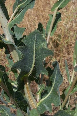 Lactuca serriola,
alface-brava-menor,
alface-de-espinho,
alface-silvestre,
China lettuce,
Erba Bussola,
escarola,
laitue sauvage,
laitue scarole,
Lattona,
Lattuga selvatica,
lechuga espinaca,
lechuga silvestre,
prickly lettuce
