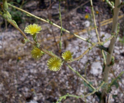 Lactuca serriola,
alface-brava-menor,
alface-de-espinho,
alface-silvestre,
China lettuce,
Erba Bussola,
escarola,
laitue sauvage,
laitue scarole,
Lattona,
Lattuga selvatica,
lechuga espinaca,
lechuga silvestre,
prickly lettuce