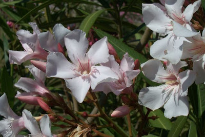Rosebay