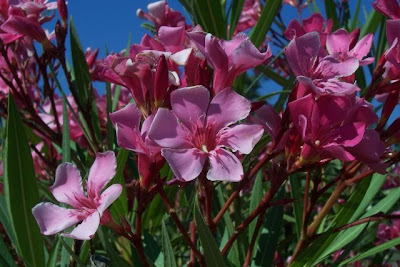 Rosebay