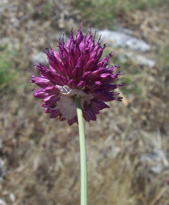Aglio delle bisce Aglio delle bisce