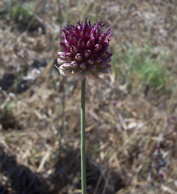Aglio delle bisce Aglio delle bisce