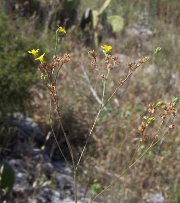 French flax French flax