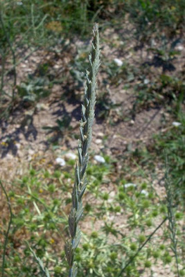Caprinella Caprinella