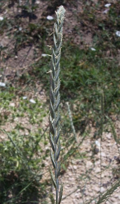 Caprinella Caprinella