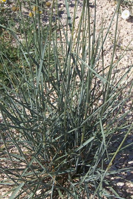 Caprinella Caprinella