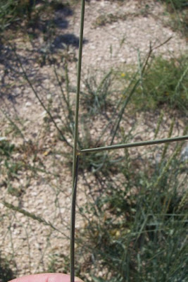 Quackgrass
