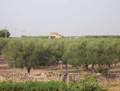 Manfredonia, Oliveto
