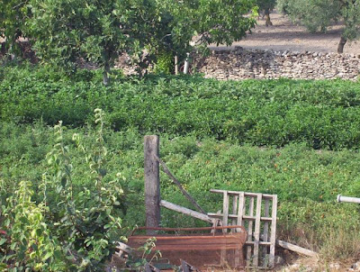 Manfredonia, Orto in loc. S. Tecchia