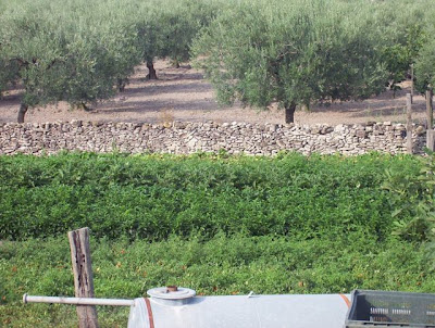 Manfredonia, Orto in loc. S. Tecchia