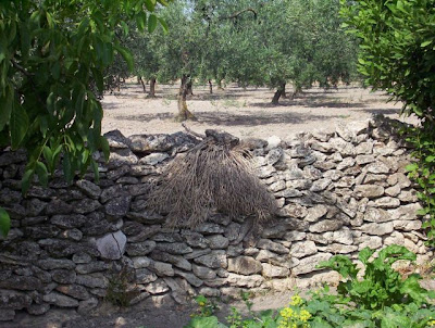 Manfredonia, Orto in loc. S. Tecchia