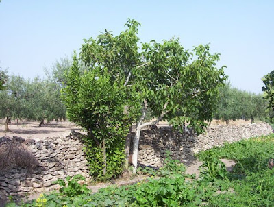 Manfredonia, Orto in loc. S. Tecchia