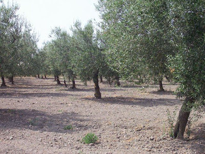 Manfredonia, Oliveto
