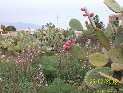 Manfredonia, Asfodeli e fichi d'India