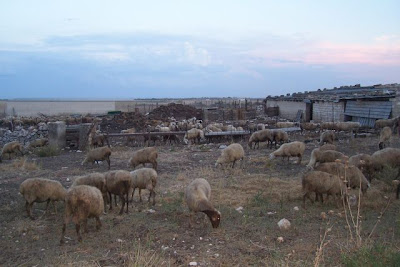 Manfredonia, Allevamento di ovini