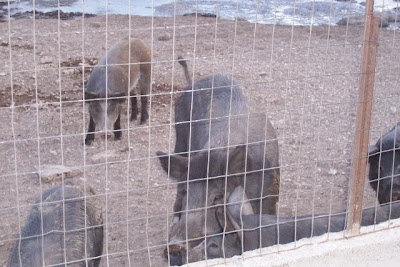 Manfredonia, Allevamento di suini
