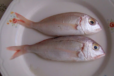 Pagellus erythrinus