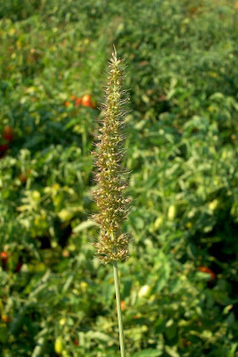 Hibrid Bristle Grass