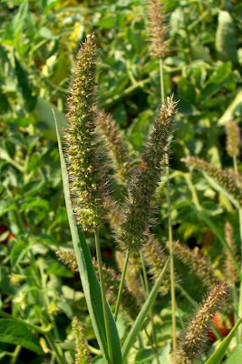 Hibrid Bristle Grass