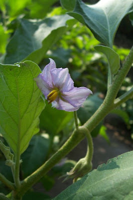 Brinjal eggplant