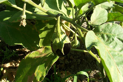 Brinjal eggplant