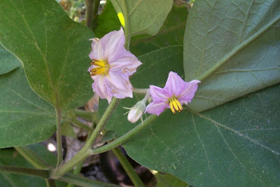 Brinjal eggplant