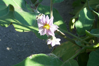 Brinjal eggplant
