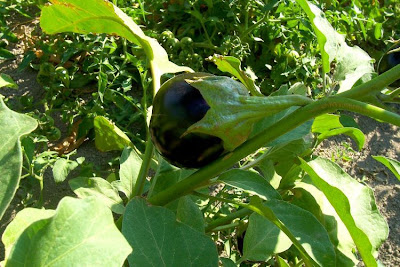 Brinjal eggplant