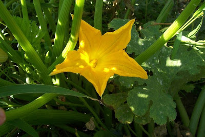 Field pumpkin