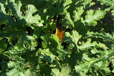 Field pumpkin