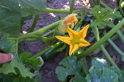 Field pumpkin