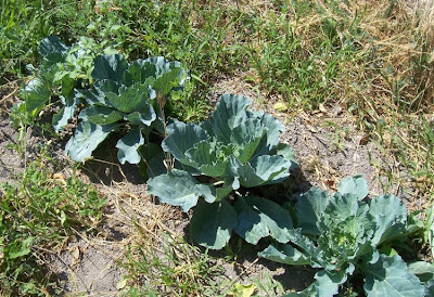 Brassica oleracea var. capitata,
cabbage,
chou cabus,
chou pomm&eacute;,
chou rouge,
col,
gan lan,
lombarda,
red cabbage,
repolho,
repollo,
Rotkohl,
Wei&szlig;kohl,
white cabbage