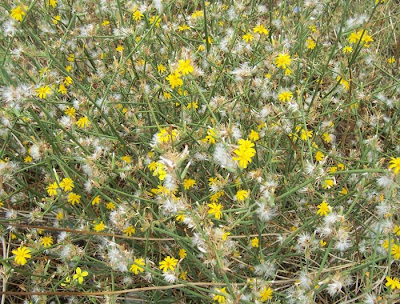 Chondrilla juncea L.