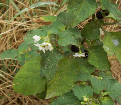 Garden nightshade