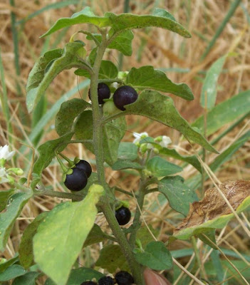 Garden nightshade