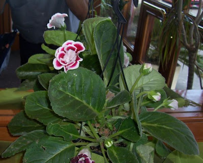 Brazilian gloxinia
