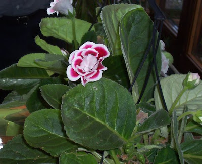 Brazilian gloxinia