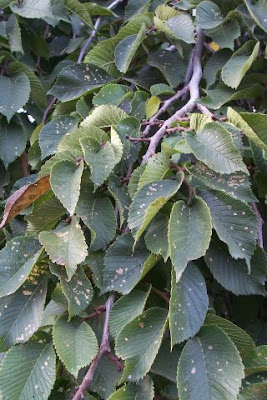 Carpino nero