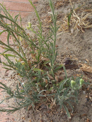 Flax-leaf fleabane